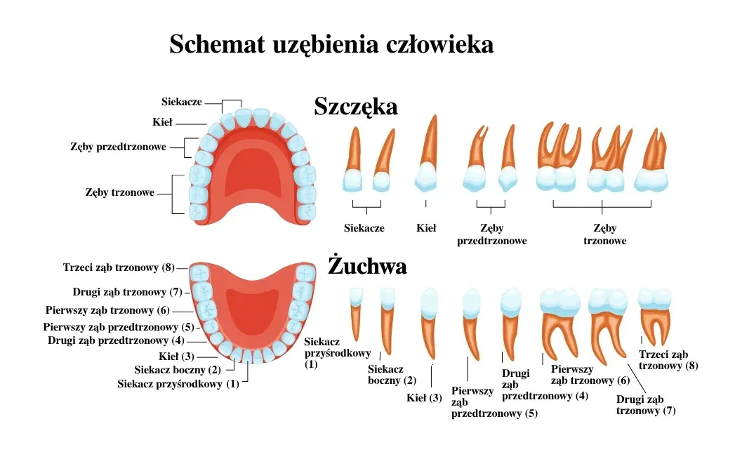 schemat zębów stałych człowieka